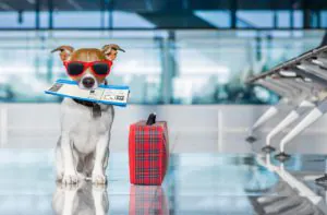 Voyager avec son chien : conseils pratiques et astuces