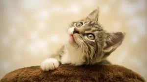Voyager avec un chat : astuces pratiques pour un trajet réussi
