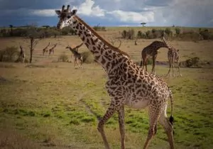Découvrir Diani Beach Kenya : un paradis tropical à ne pas manquer