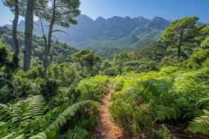 Forêt de Bonifatu : randonnée facile à ne pas manquer en Corse