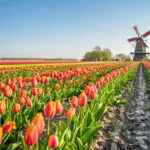 Voyage Hollande Tulipes 2024 : Une expérience unique au cœur des champs fleuris 🌷